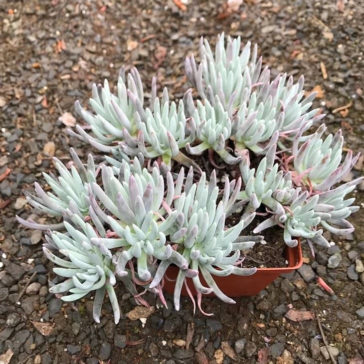 Dudleya Nubigena