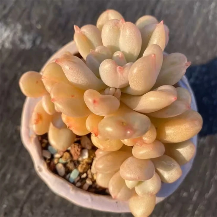 Pachyphytum ‘Blue Haze’