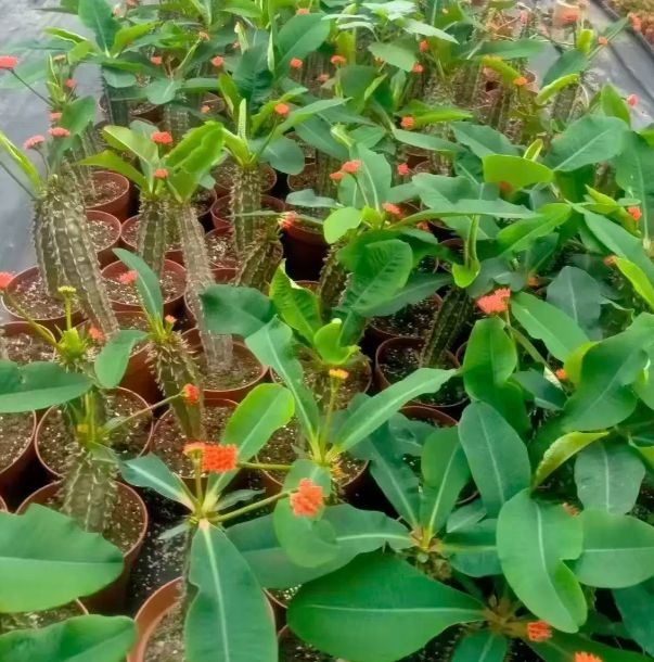 Euphorbia Bergeri