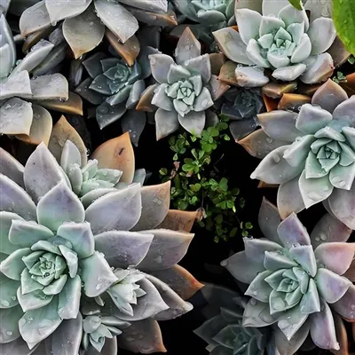 एचेवेरिया क्या है?