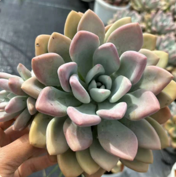 1730358059994 1730358059994