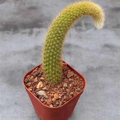 क्लिस्टोकैक्टस विंटरी कोलाडेमोनो