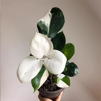 Philodendron